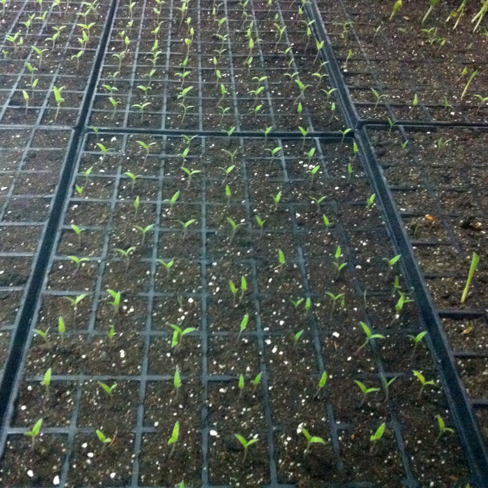 Ζεόλιθος έως 0,8 χιλιοστά – Πούδρα, ιδανική για ενσωμάτωση σε καλλιέργειες μικρής κλίμακας και κτηνοτροφική χρήση - 25 κιλά